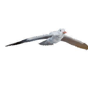  カモメの３Dモデル