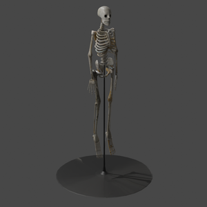 【3D素材】人体模型の骨