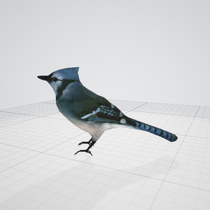 鳥