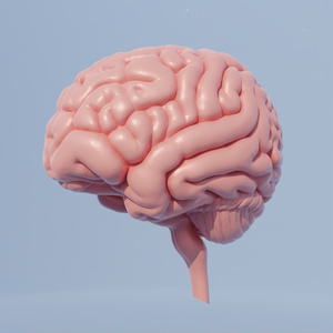 脳　3Dモデル 缩略图 6