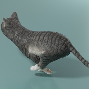 猫（キジ白）　イメージテクスチャー 缩略图 5