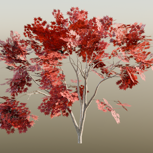紅葉01
