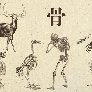 素材　骨