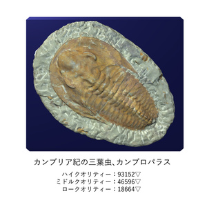 化石インテリア３点セット 缩略图 2
