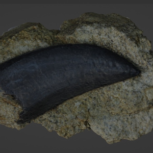 竜刃　T-rex_teeth_knife (ティラノサウルスの歯で作ったナイフ) 缩略图 4