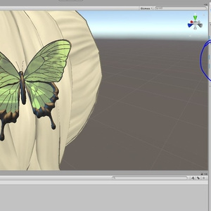 Papilio ulysses 缩略图 7