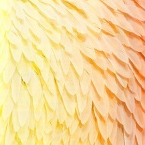 Phoenix Feather Texture