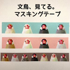 文鳥、見てる。マスキングテープ
