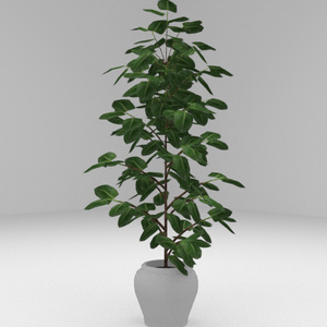 観葉植物_A