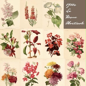 1900s La Revue Horticole (オルティコル) リトグラフ 植物画データ 11枚セット　