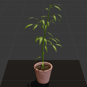 鉢植えの植物