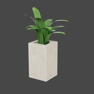【３種類】観葉植物