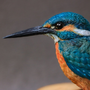 Insomnia3D 叫ぶマーモット ScreamingMarmot 1st Color - insomnia3D