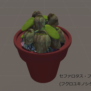 【無料】植物3Dモデル　セファロタス・フォリキュラリス　和名:フクロユキノシタ