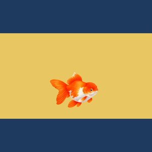 Japanese-style background material | Goldfish No. 1, Oranda Lionhead, Center...