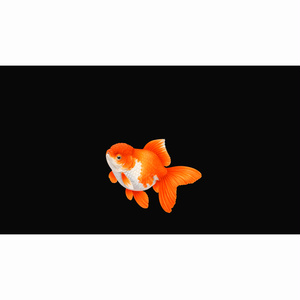 和風背景素材｜金魚１号・中央下配置25度・単色5色セット計10点・7680ｘ4320PNG（高解析度・商用利用可）