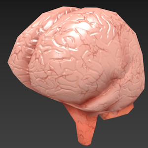 脳 Brain