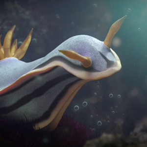 アンナウミウシ(Chromodoris annae)