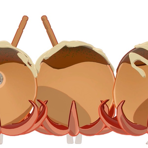 【VRC想定】たこ焼きのきぐるみ【まめふれんず対応】 缩略图 6