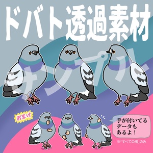 Transparent illustration of a pigeon (rock dove)
