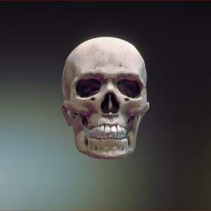 Skull downloadable 3D Clothing 3D Model VRChat 頭蓋骨のダウンロード可能な3D衣類3DモデルVRChat