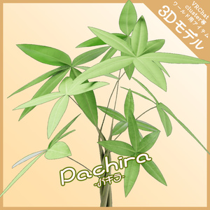 【3Dモデル】Pachira -パキラ-