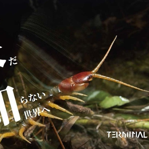 増補改訂版 琉球の爬虫両生類図鑑 沖縄諸島編 - 琉球列島中毒 増補改訂版 琉球の爬虫両生類図鑑 沖縄諸島編 - 琉球列島中毒