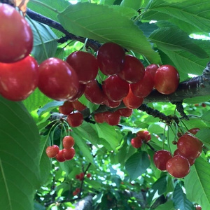 はにぽけ企画さくらんぼ狩りツアー🍒