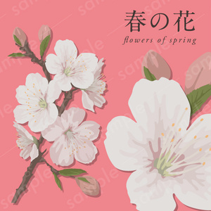 【春の花】白・ピンクの桜の花のリアル系ベクターイラスト【aiデータ】