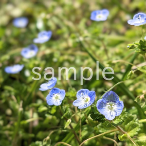 写真素材『オオイヌノフグリ』
