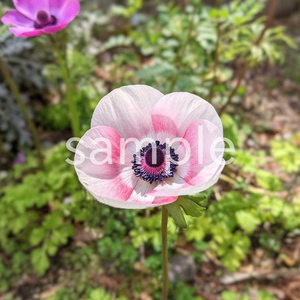 写真素材『白いアネモネ』