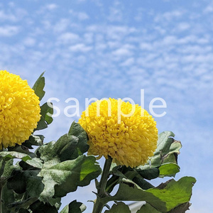 写真素材『空と黄色いピンポンギク』