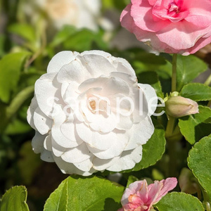写真素材『白いバラ咲きインパチェンス』