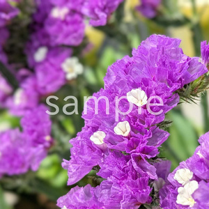 写真素材『紫と白のスターチス』