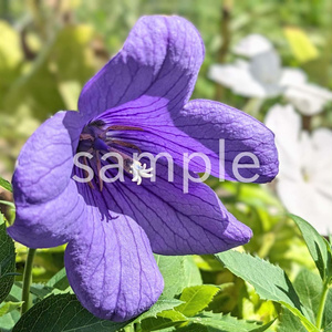 写真素材『キキョウ』