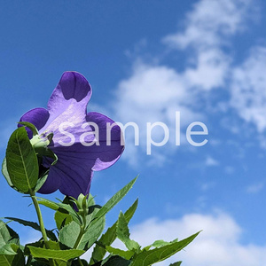 写真素材『空と紫のキキョウ』