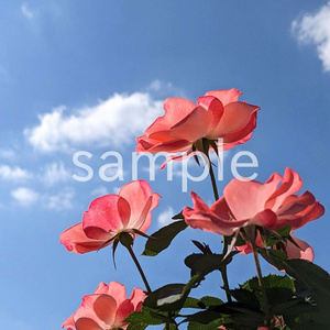 写真素材『空とピンクの秋バラ』