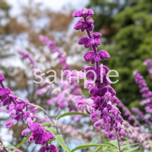 写真素材『紫のサルビア』
