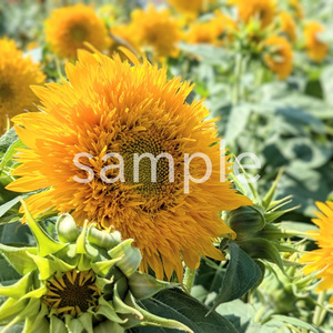 写真素材『八重咲きのヒマワリ』