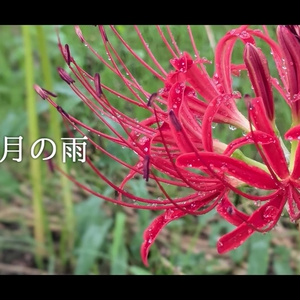 音楽素材『10月の雨』歌もの曲