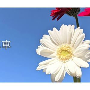 音楽素材『花車』歌もの曲