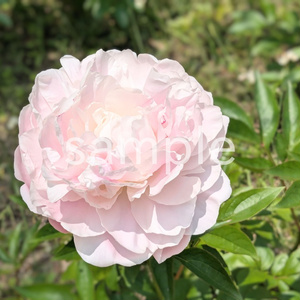 写真素材『薄ピンクのシャクヤク』