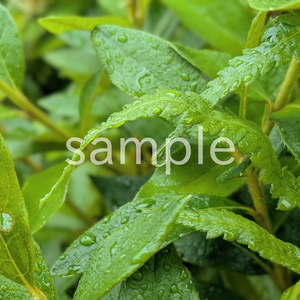 写真素材『雨に濡れた葉』