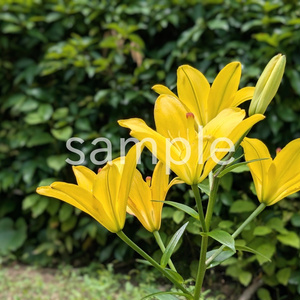 写真素材『黄色いユリ』