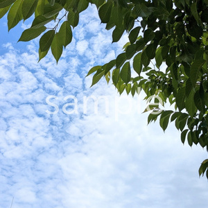 写真素材『空と木の葉』