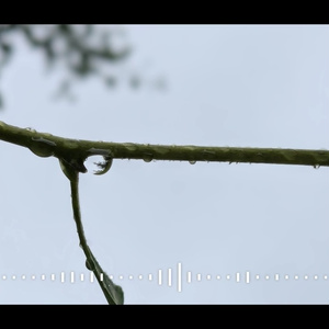 音楽素材『雨音』BGM曲