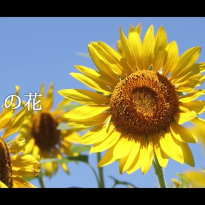 音楽素材『7月の花』歌もの曲