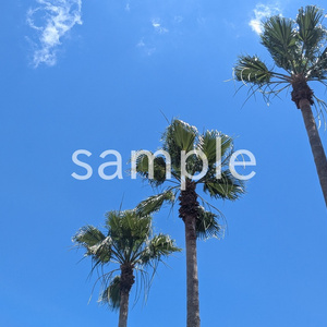 写真素材『夏空とヤシ』