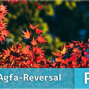 HertZ-Agfa-Reversal プリセットPRO版（Photoshop & Lightroom用）