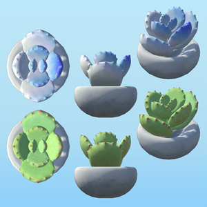 PPSucculents 多肉植物 缩略图 6
